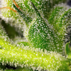 Sweet Pure CBD Auto von Sweet Seeds