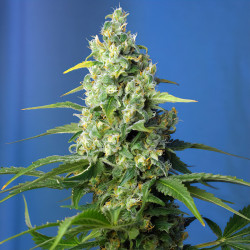 Honey Peach CBD Auto von Sweet Seeds