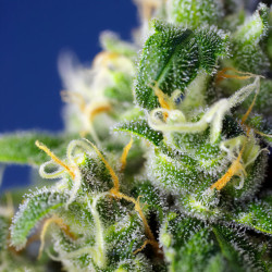 Honey Peach CBD Auto von Sweet Seeds