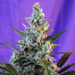 Sweet Skunk Auto della FastBuds per coltivazione indoor