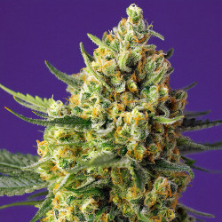 Crystal Candy XL Auto von Sweet Seeds