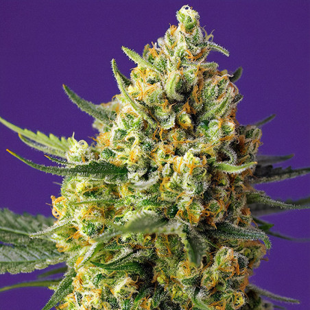 Crystal Candy XL Auto von Sweet Seeds