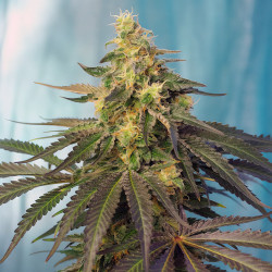 Cream Caramel CBD von Sweet Seeds