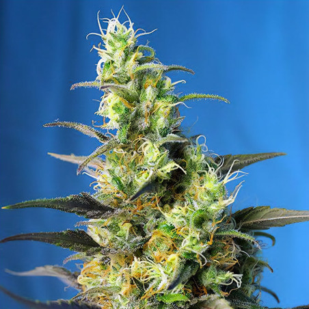 Ice Cool CBD von Sweet Seeds