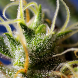 Ice Cool CBD de Sweet Seeds