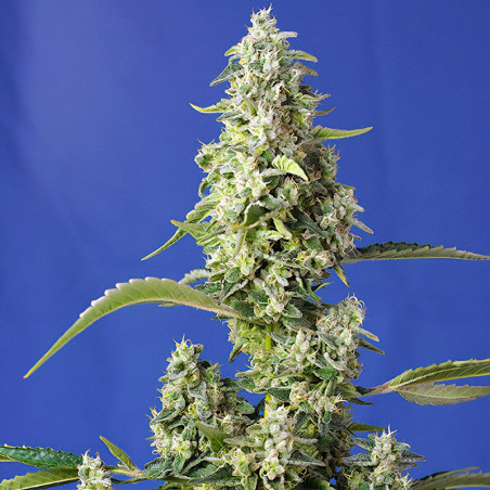 Gorilla Girl XL Auto-Pflanze von Sweet Seeds