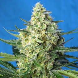 Jack 47 XL Auto von Sweet Seeds