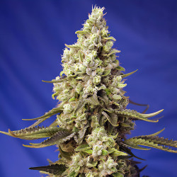 Runtz XL Auto von Sweet Seeds