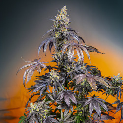 Red Gorilla Girl XL Auto von Sweet Seeds für den Innenanbau