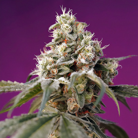 Bruce Banner Auto von Sweet Seeds