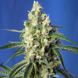 Green Poison CBD von Sweet Seeds