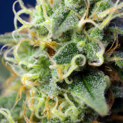 Bud von Green Poison CBD von Sweet Seeds