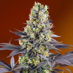 Sweet Zenzation von Sweet Seeds