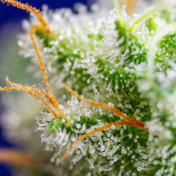 Sweet Zenzation von Sweet Seeds