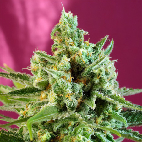 S.A.D Sweet Afgani Delicious CBD von Sweet Seeds