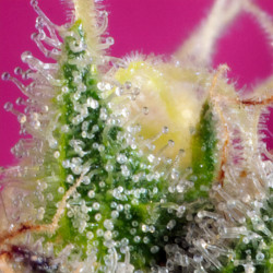 S.A.D Sweet Afgani Delicious CBD von Sweet Seeds