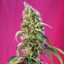 Black Jack CBD von Sweet Seeds