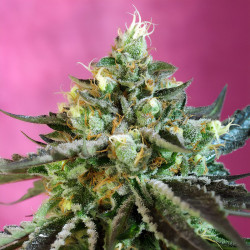 Sweet Nurse Auto CBD di FastBuds