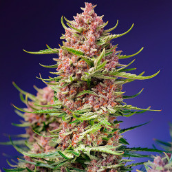 Strawberry Cola Sherbet F1 Fast Version di FastBuds