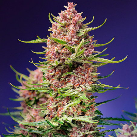 Strawberry Cola Sherbet F1 Fast Version von Sweet Seeds