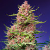 Strawberry Cola Sherbet F1 Fast Version - Sweet Seeds