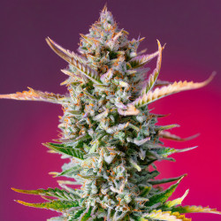 Gorilla Sherbet F1 Fast Version von Sweet Seeds