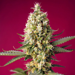 Skywalker UND Runtz XL Auto von Sweet Seeds