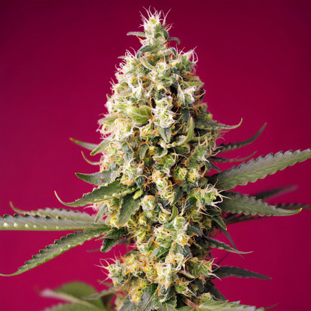 Skywalker UND Runtz XL Auto von Sweet Seeds