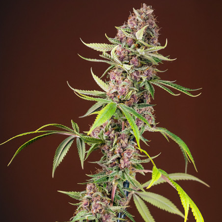 Red Mandarine F1 Fast Version von Sweet Seeds