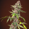 Red Mandarine F1 Fast Version - Sweet Seeds