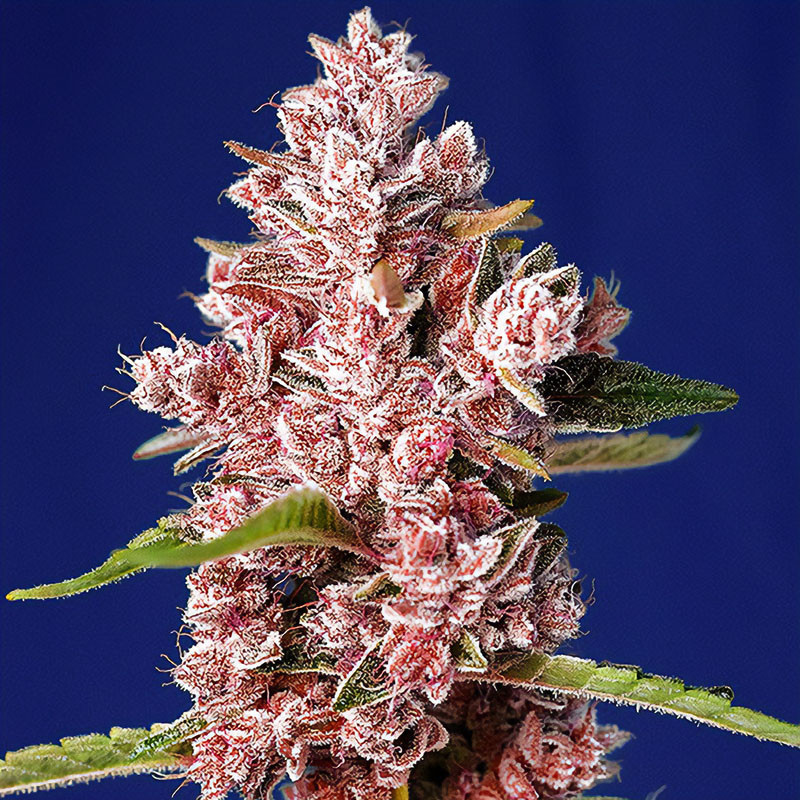 Tropicanna Poison F1 Fast Version - Sweet Seeds