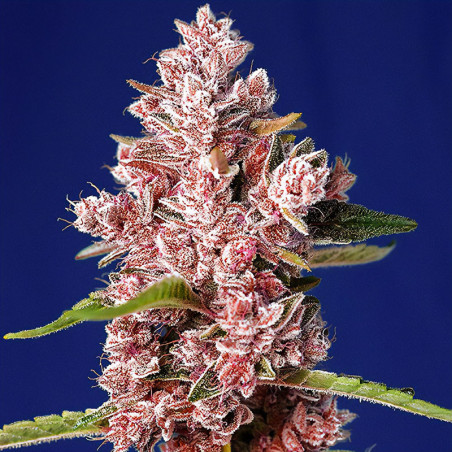 Tropicanna Poison F1 Fast Version von Sweet Seeds