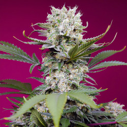 Sweet Mandarine Zkittlez XL Auto von Sweet Seeds