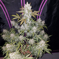 Girl Scout Cookies Auto von FastBuds