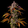 Blackberry Auto - FastBuds