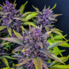 Blackberry Auto - FastBuds