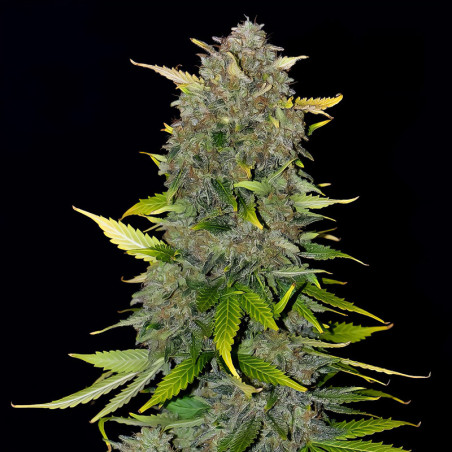 Blue Dream Matic Auto von FastBuds im Innenbereich