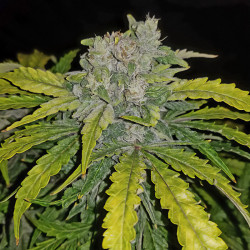 CBD Crack Auto von FastBuds