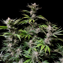 FastBuds Cherry Cola Auto in Blüte