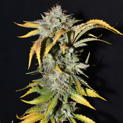 Grape-Matic de FastBuds en interior