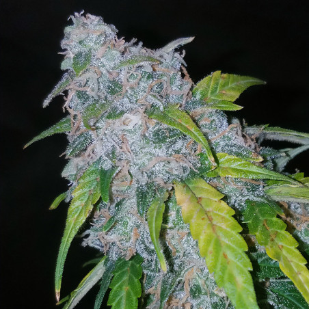 Six Shooter Auto Indoor FastBuds -Auto-Shooter