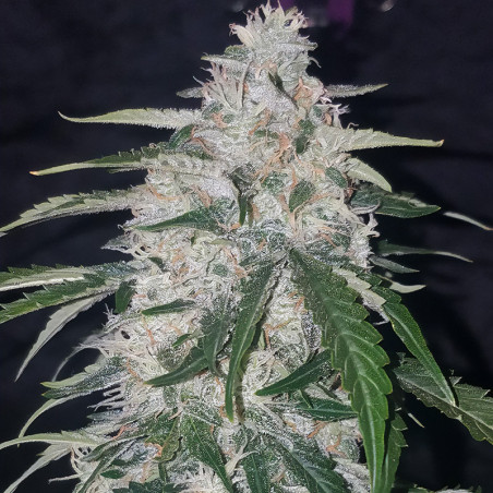 Six Shooter Auto - FastBuds