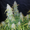 Six Shooter Auto - FastBuds