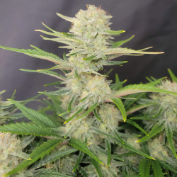 Auto Apricot - Fastbuds