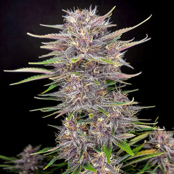 Banana Purple Punch Auto von Fastbuds in der Blüte