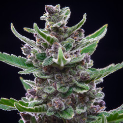 Bud von Tropicana Cookies Auto von Fastbuds