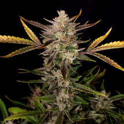 Bud de Ztrawberriez Auto von Fastbuds