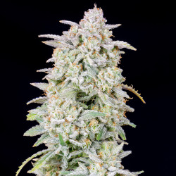 Forbidden Runtz Auto de FastBuds en flor