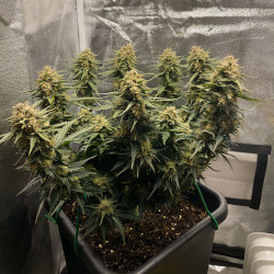 Original Auto Sour Diesel von FastBuds