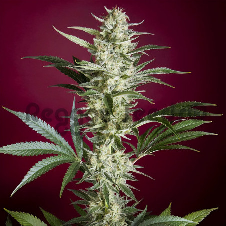 Black Dance von Reggae Seeds